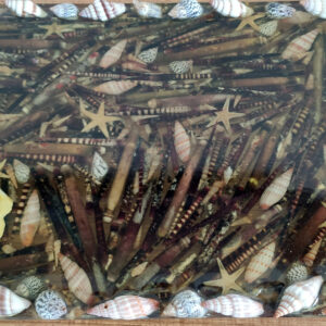 denİz kabuk oluŞumlu tepsİ 5 (kopya)